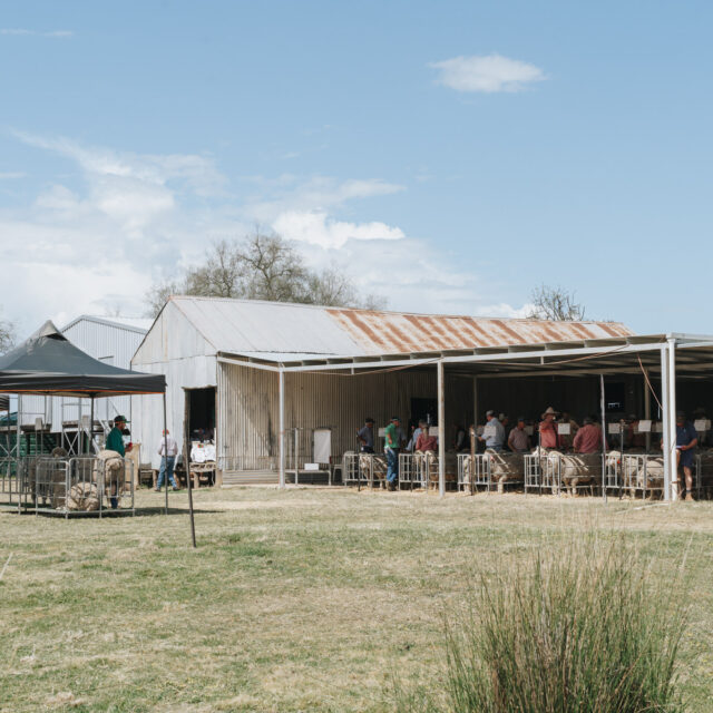 https://www.richmondmerinos.com.au/wp-content/uploads/2024/08/TSH_RICHMONDMERINOS_23SALE_WEBRES-77-640x640.jpg